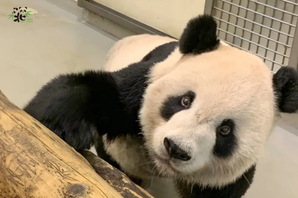 再見了團團！大貓熊離世消息　衝微博熱搜第1