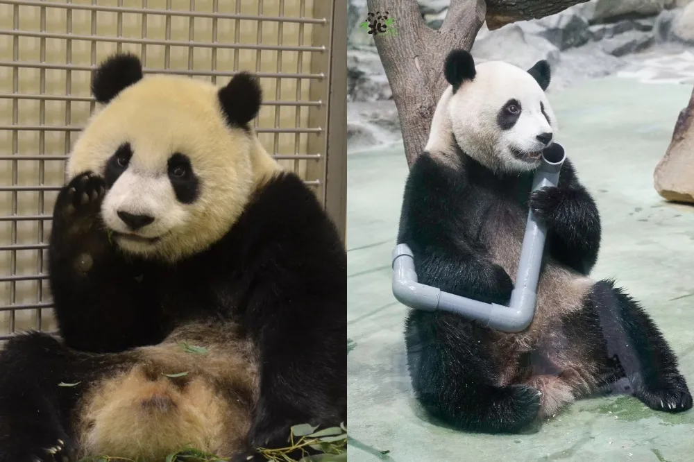 團團離世迎接新貓熊？　動物園：會積極促成圓仔、圓寶配對