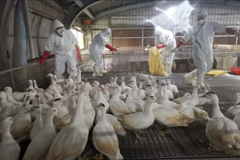 宜蘭出現H5N1禽流感首例　5010隻種鴨全撲殺
