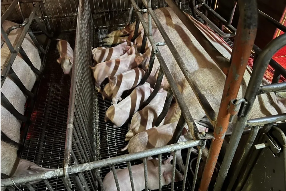 花蓮縣政府攜手畜牧農友守護環境　中央核定補助2700萬建立現代化生產模式