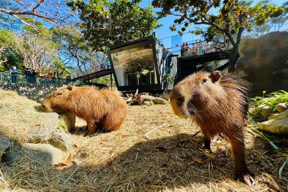 高雄壽山動物園本周五試營運　超萌水豚君、迷你驢見客