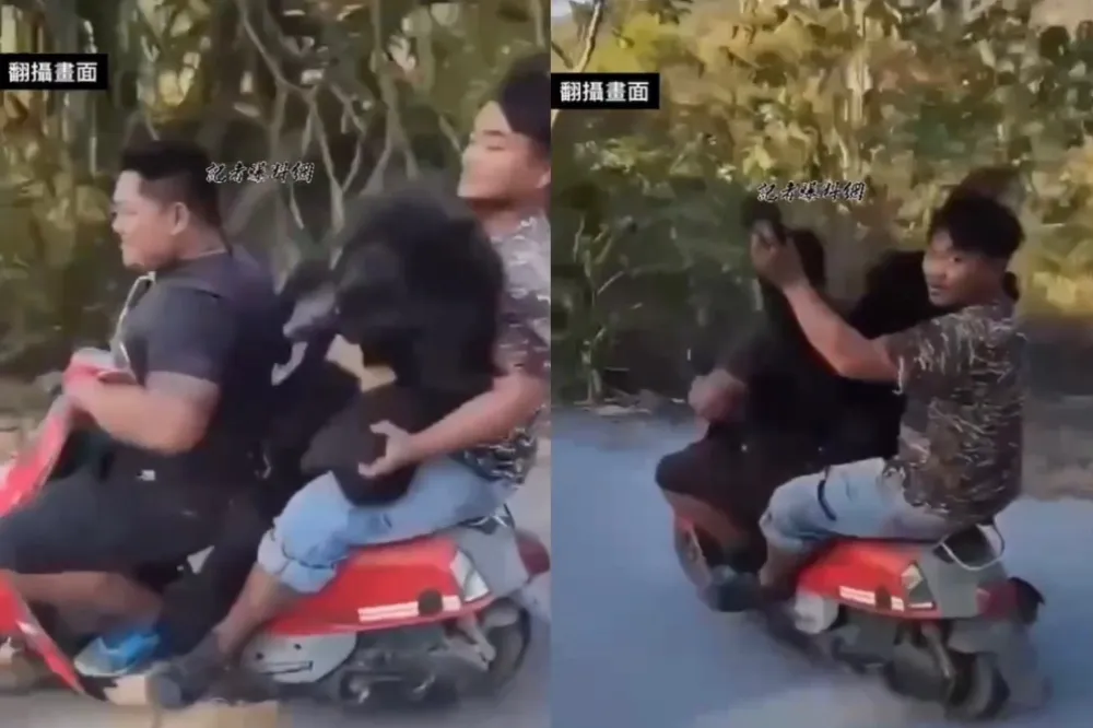 【殘忍片】台灣黑熊遭獵殺　獵人「載屍遊街」還揮舞熊掌炫耀