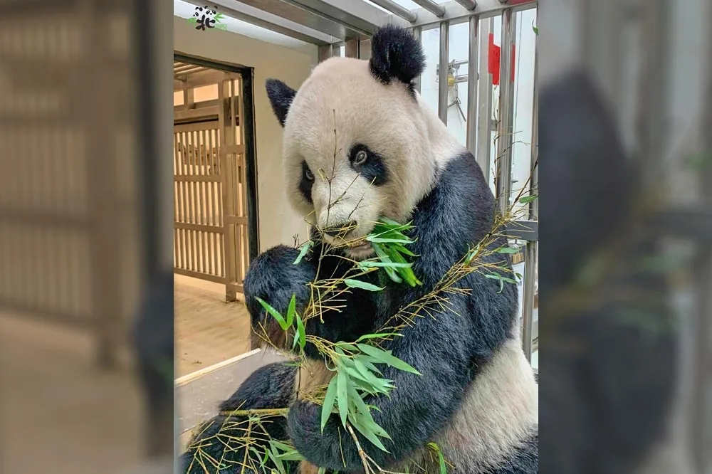 大貓熊團團解剖報告出爐　下午將由動物園說明　