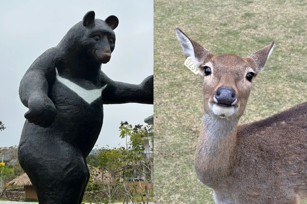 嘉義新景點「鄒族逐鹿文創園區」有梅花鹿賣萌！6 米高台灣黑熊迎賓　射箭、原住民歌舞表演一次滿足