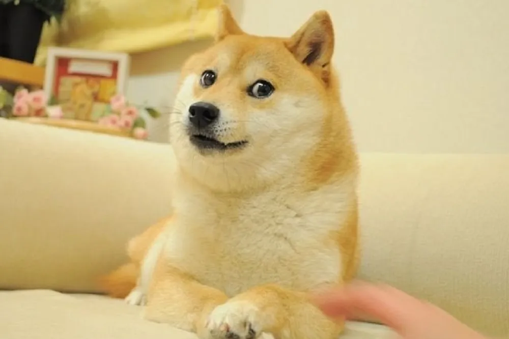 上個月才過17歲生日 　「不可以色色」迷因柴犬Doge病危　