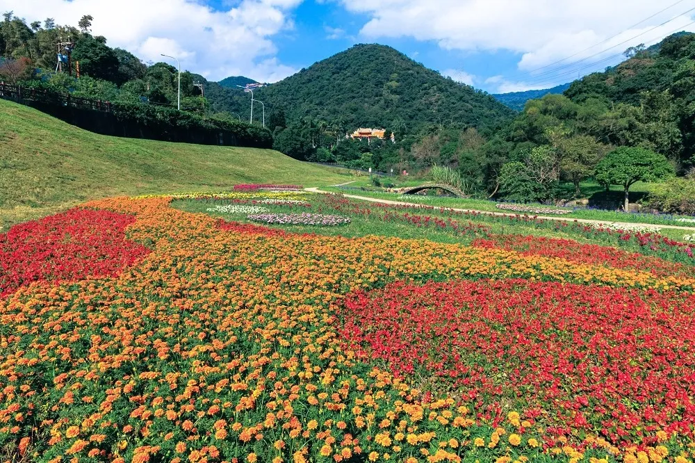 連假踏青去哪裡？古亭、大溝溪等北市河濱公園花海超好拍
