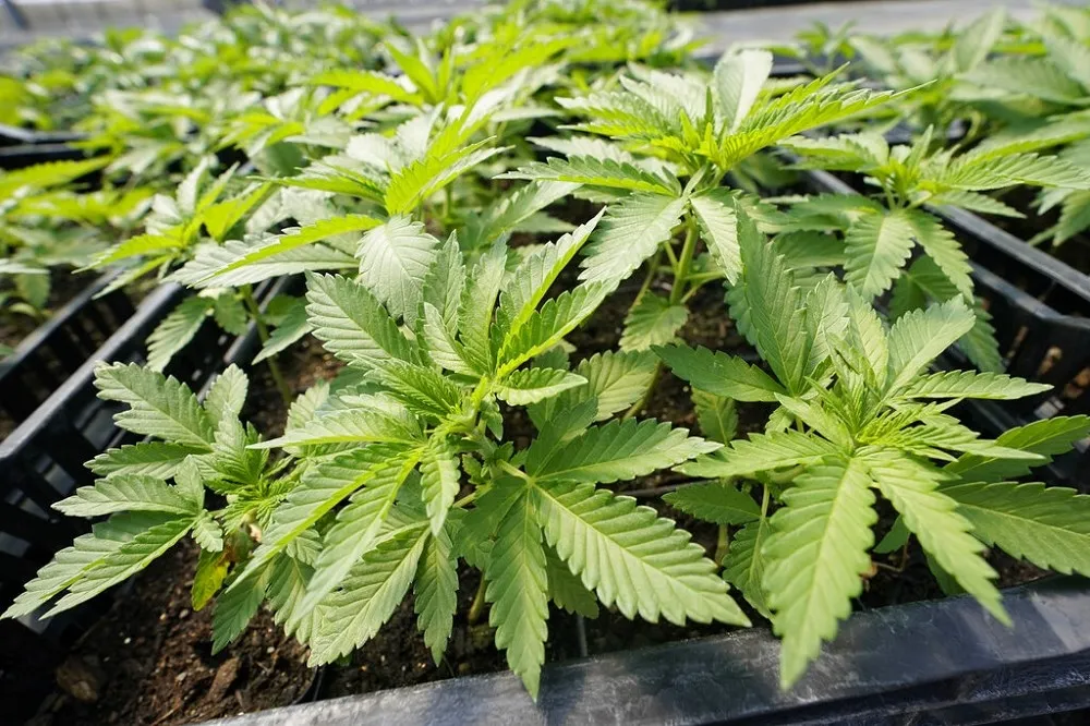 【不是玩笑】義大利政府為增產大麻　出動軍方進行量產