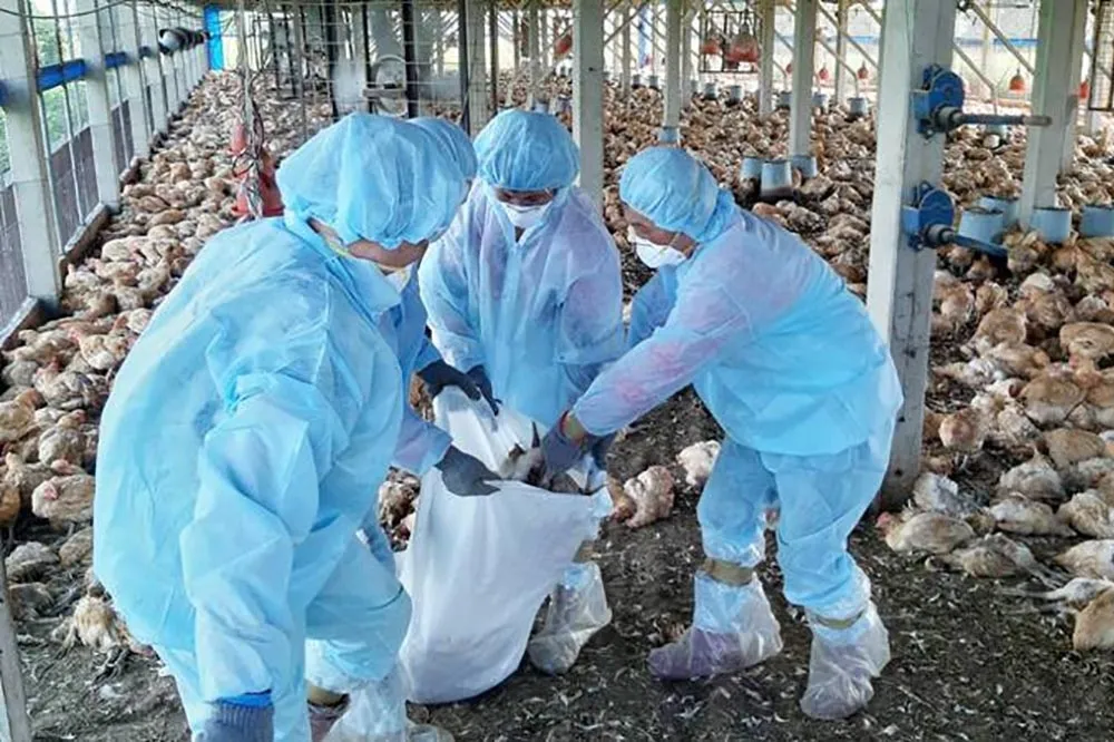 禽流感由南至北擴散　彰化和美鵪鶉染H5N1撲殺6萬隻