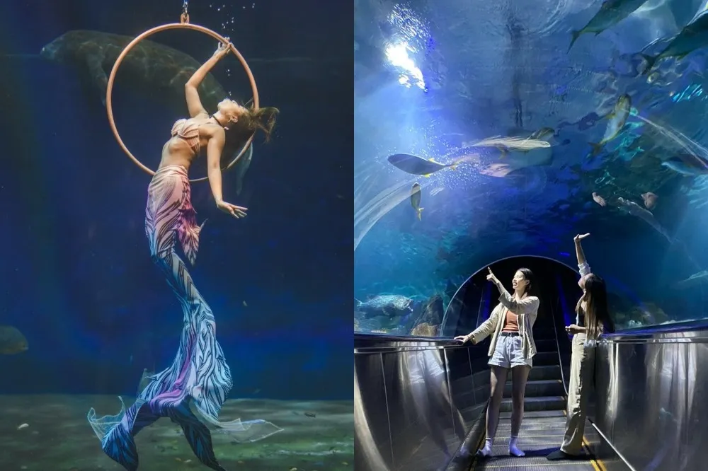 花蓮遠雄海洋公園美人魚秀「春節場次」開放預約！超浪漫實境表演還原唯美童話故事