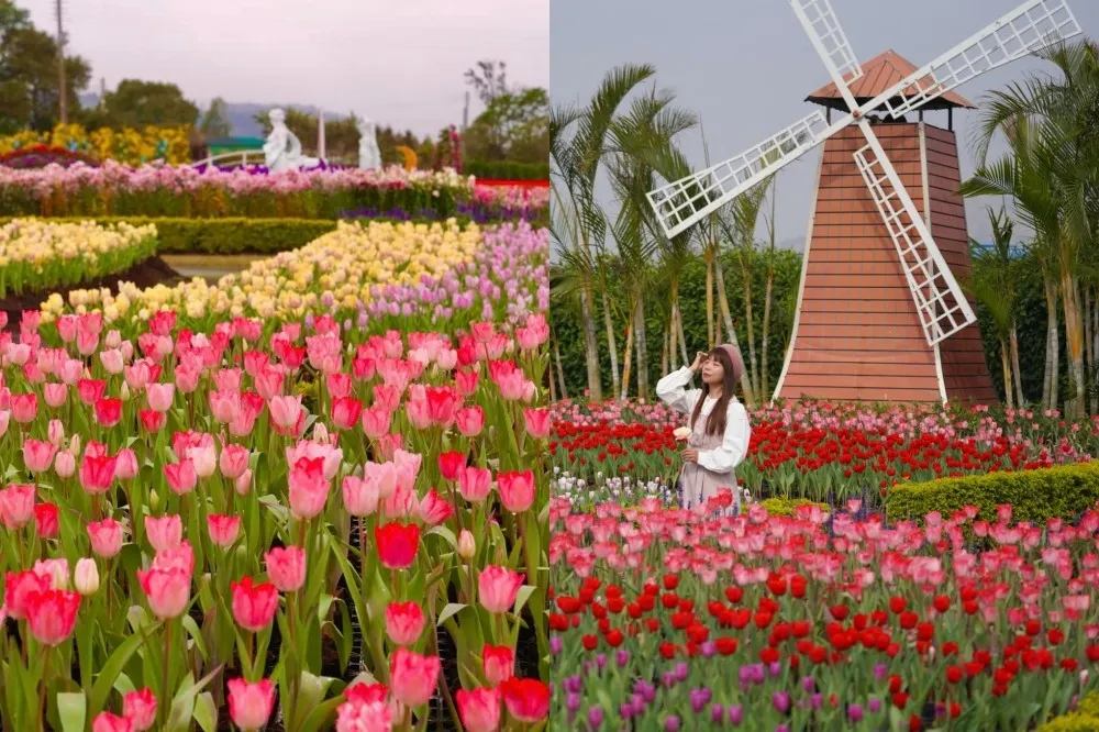 台中石崗、中社花市「鬱金香季」盛大登場！15000 株花海超夢幻　百花搭風車根本秒飛荷蘭