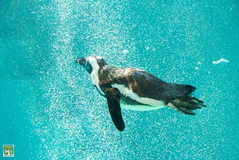 【泡湯片】「黑腳企鵝」游泳趣　 北市動物園曝觀泳姿最佳時機　