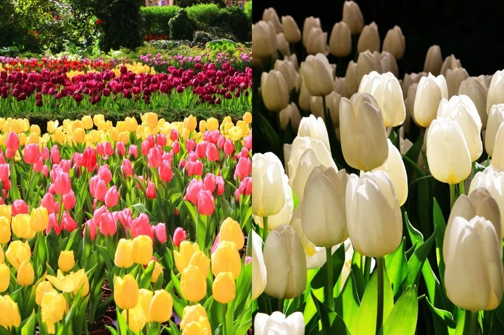 杉林溪鬱金香花季盛大開跑！萬紫千紅美景浪漫至 2 月　「葉牡丹」同場爭艷