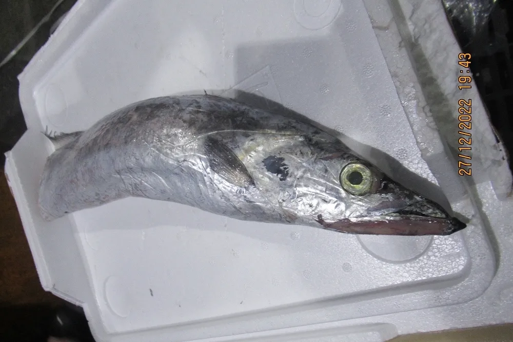 食藥署公布違規邊境食品　日本冷凍丁香魚含禁藥、白帶魚藥物殘留超標