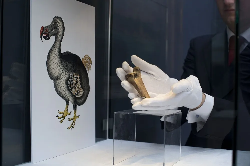 滅絕400年重生有望！　美基因工程公司要讓渡渡鳥「重現江湖」
