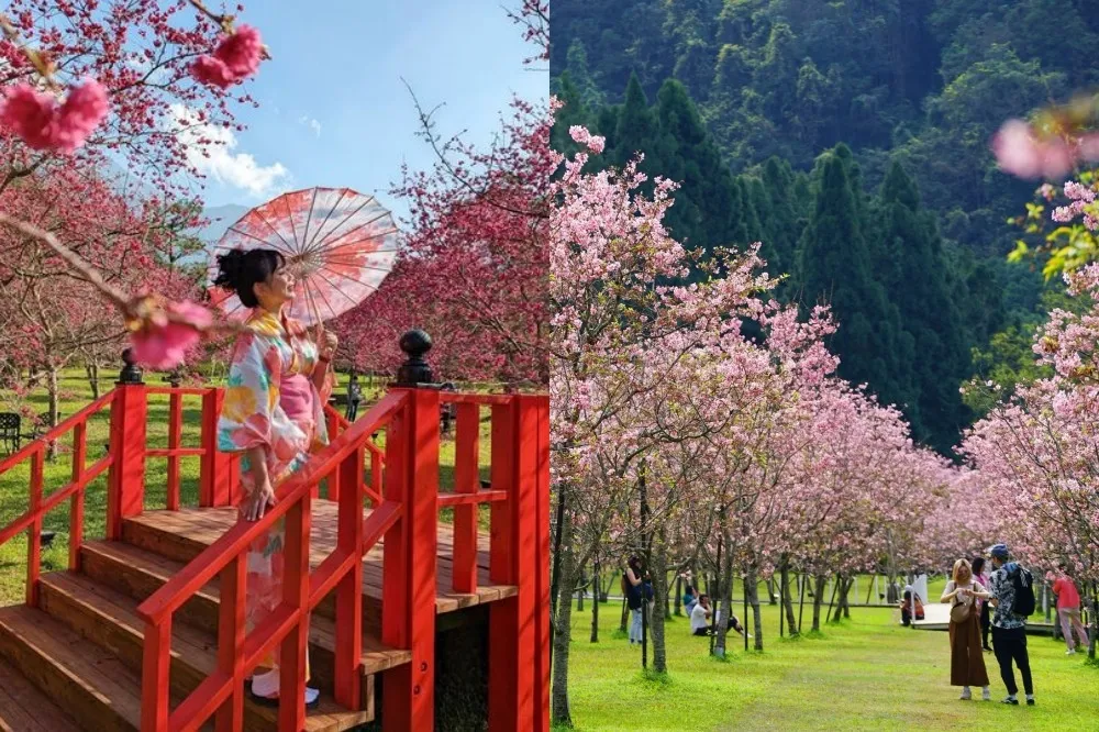 九族文化村櫻花祭浪漫登場！「全台最大粉色仙境」白天穿浴衣逛市集、晚上賞夜櫻