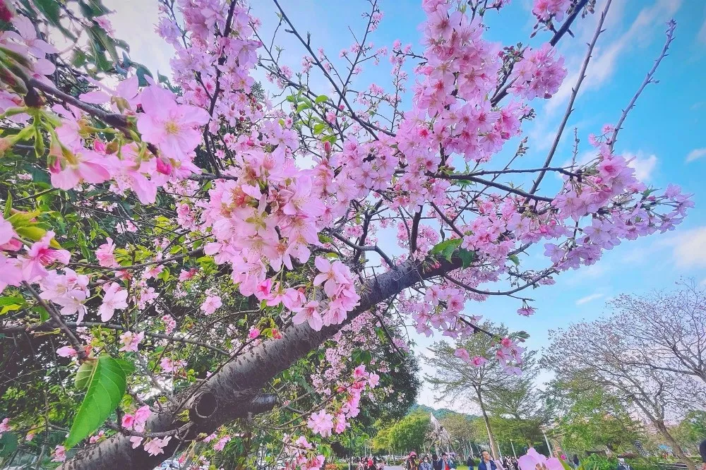 【台北賞櫻景點】新店陽光運動公園櫻花開了！粉嫩「河津櫻」嬌嫩綻放最佳賞花期至 3 月初