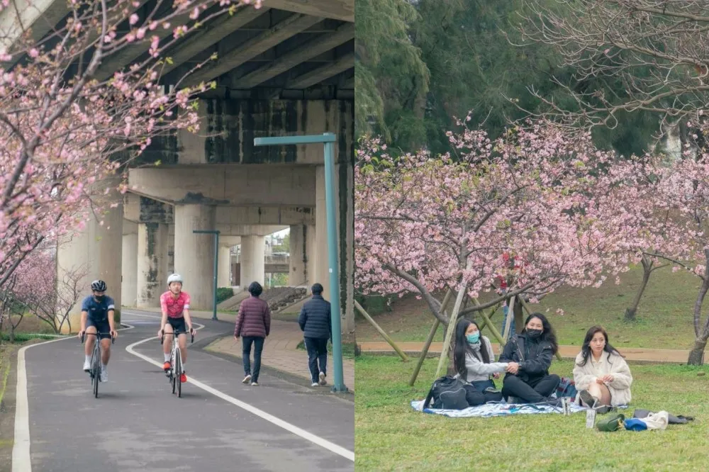 新竹公園櫻花季浪漫登場！8 百株櫻花唯美綻放　「左岸自行車道」隱藏版粉色花海美翻