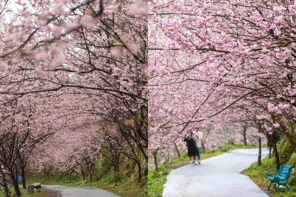 【新北賞櫻景點】三峽大熊櫻花林「紅粉隧道」絕美必拍！香水櫻、台灣八重櫻、福爾摩沙櫻嬌豔綻放