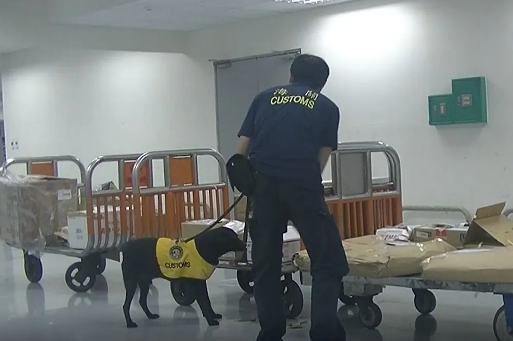 好狗鼻！　台灣緝毒犬14年緝獲1萬2263公斤、市價逾116億