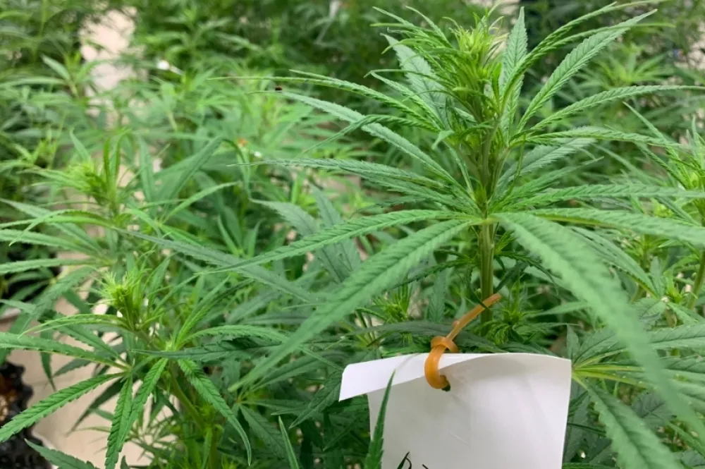 「斜槓中年」斜錯邊　蘭花園改造成200株大麻基地