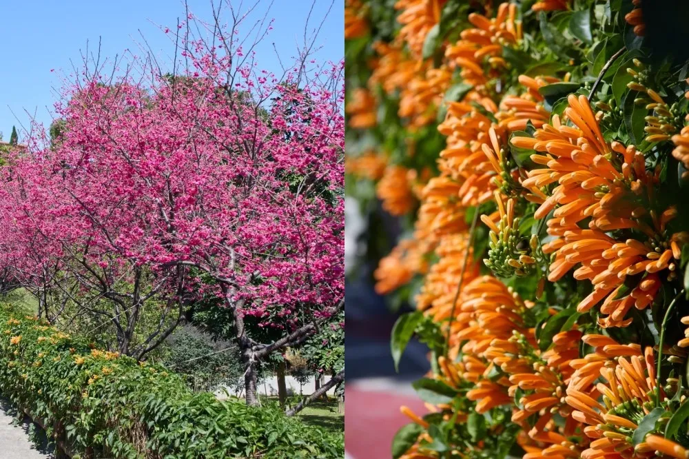 【228 連假景點】新北鶯歌永吉公園櫻花、炮仗花齊放！橘粉花廊一路美至 4 月