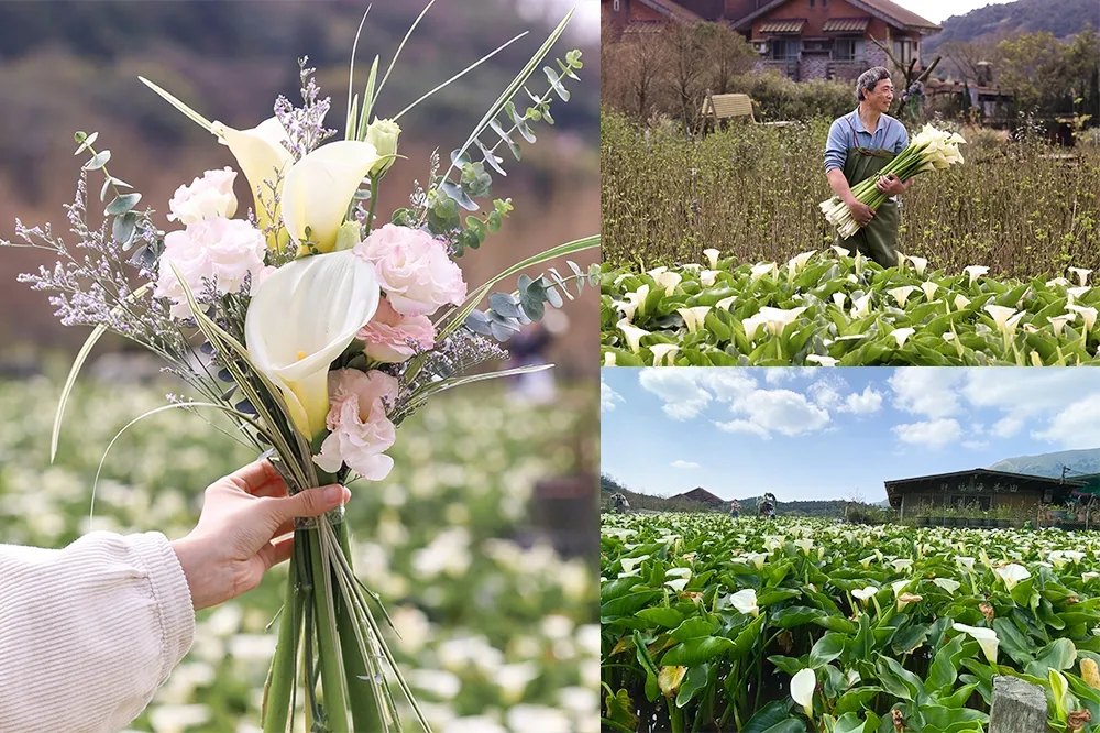 【有片】台北陽明山「竹子湖海芋季」登場！免費導覽、海芋景觀餐廳一次筆記