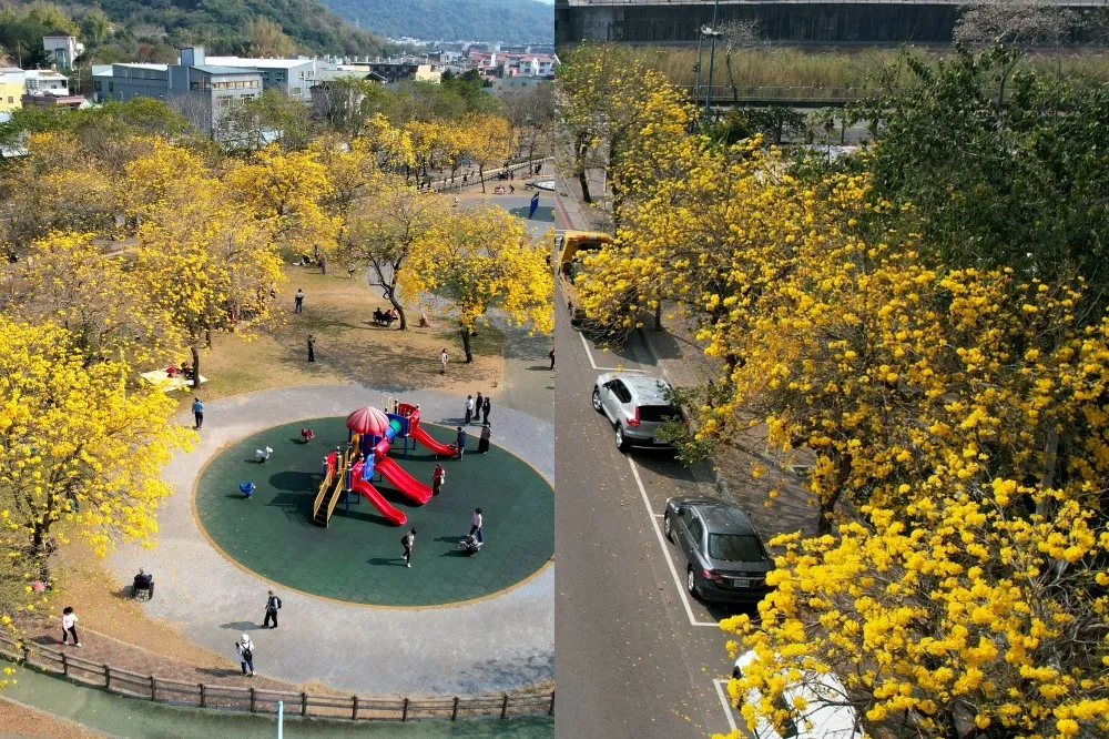 台中黃花風鈴木大開！北屯廍子公園黃金雨超浪漫、景賢路變身黃金大道