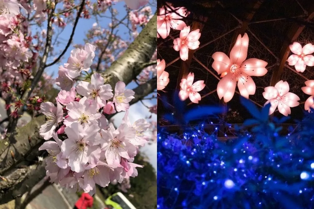 陽明山百花盛開！吉野櫻、杜鵑、水仙花爭豔　「湖山光影節」櫻花花燈浪漫必拍