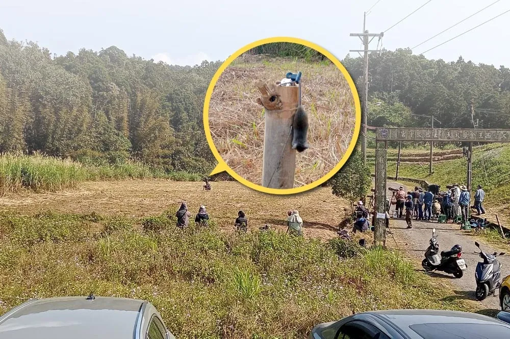 恐怖！為拍保育類「東方鵟」倒吊活老鼠　宜蘭農業處：已蒐證函送偵辦