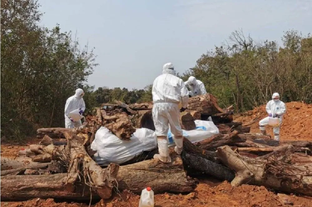 首例！金門爆H9N2禽流感　4551隻土雞全撲殺、恐釀禽傳人高風險