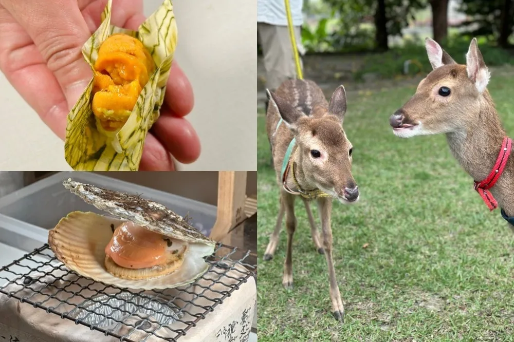【有片】宜蘭綠舞推炎亞綸聯名甜點！萌寵梅花鹿進駐、全新「日式無菜單料理」1980 元大嗑 10 道海味