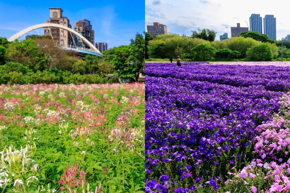【台北賞花景點】古亭河濱公園花海美翻！紫色矮牽牛、白粉醉蝶花仙氣盛開