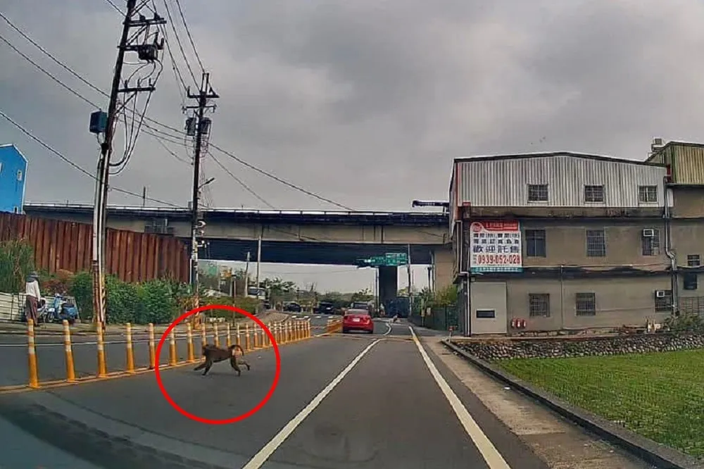 桃園「東非狒狒」最新行蹤在新屋埔頂國小　路邊竄出轎車乘客驚聲尖叫