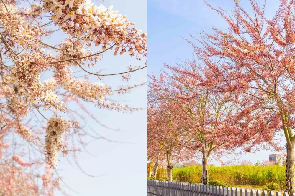 台南西港花旗木爆炸綻放中！超夢幻「粉紅大道」清明連假前後迎接最佳花況