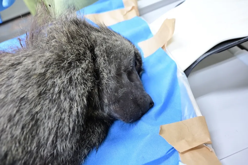 狒狒至死仍不知從何來　林務局擬讓動物園動物全植入晶片
