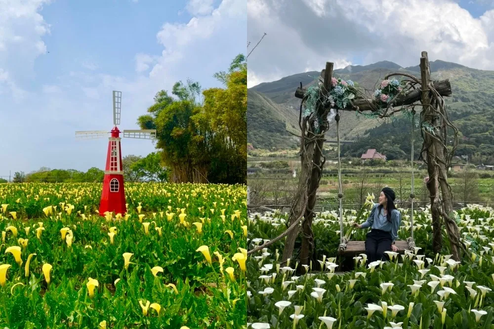 全台 3 大海芋景點推薦！桃園 8 萬株彩色花海超壯觀、台中「黃色海芋田」美翻