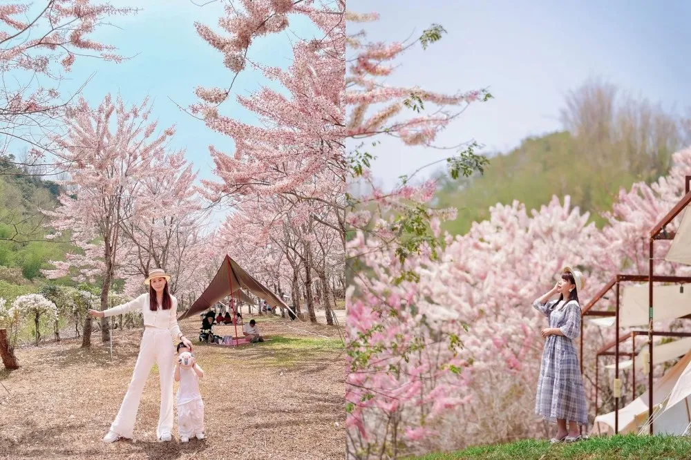 高雄美濃「粉色花旗木秘境」！1200 棵泰國櫻花爆炸盛開美翻　還能體驗一泊三食豪華露營