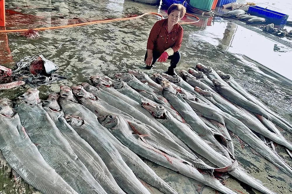 台東捕獲大量地震魚是災難前兆？　專家這樣說