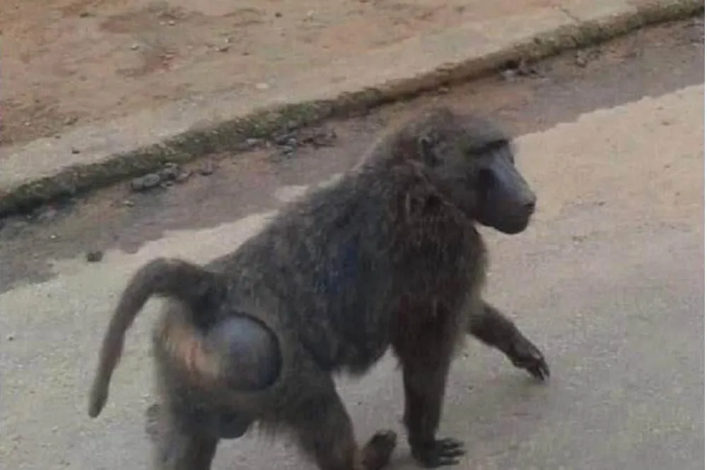 六福村狒狒脫逃事件炎上　將推《野生動物保育法》修法、罰緩翻3倍　
