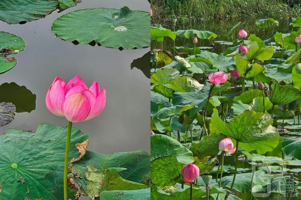 新北板橋新月橋荷花搶先綻放！花期持續至 6 月、最佳賞花時間點在「這時」