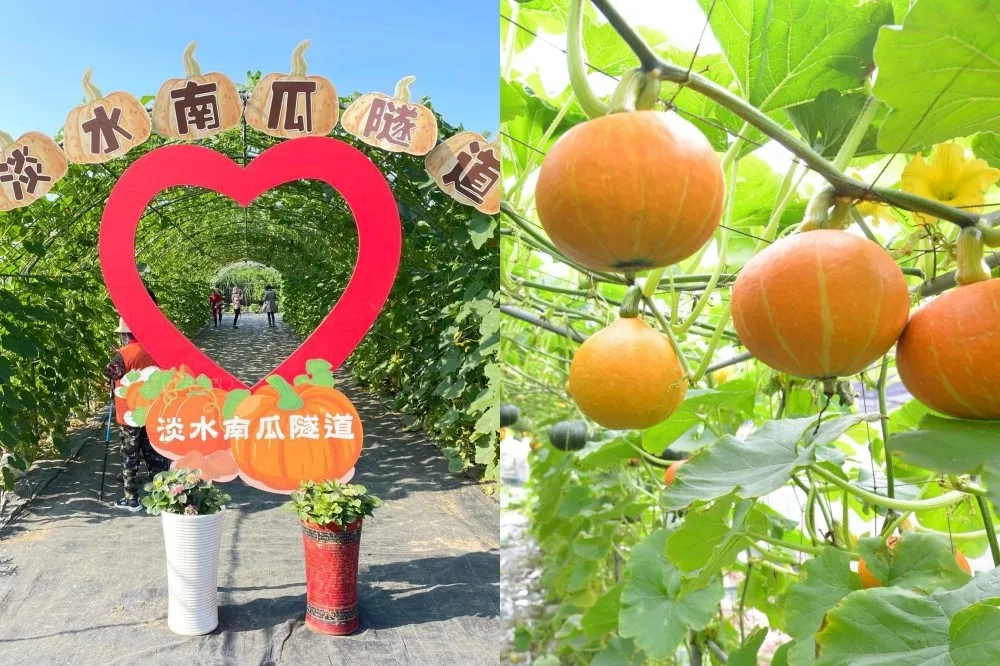 2023 淡水「彩色南瓜隧道」開放了！期間限定一個月、最佳觀賞期到「這時」