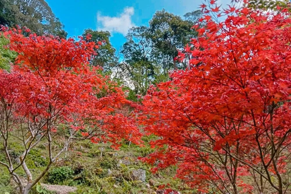 桃園拉拉山祕密花園「楓葉」染紅山谷！最佳觀賞期至 5 月底　還有機會賞雲海