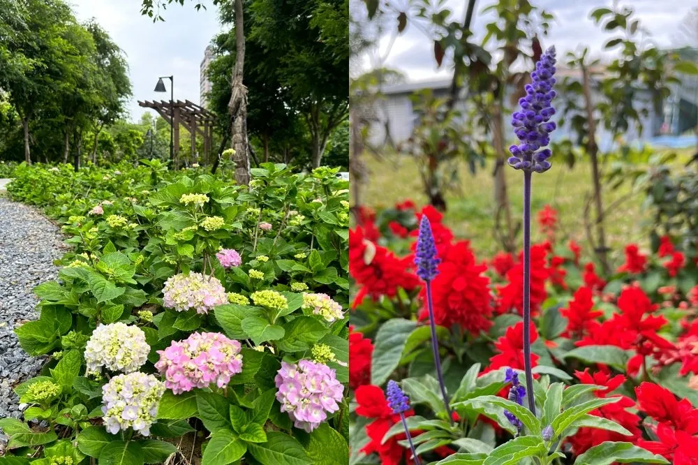 北大草花公園千株繡球花繽紛綻放！還有一串紅、粉萼鼠尾草同場爭艷