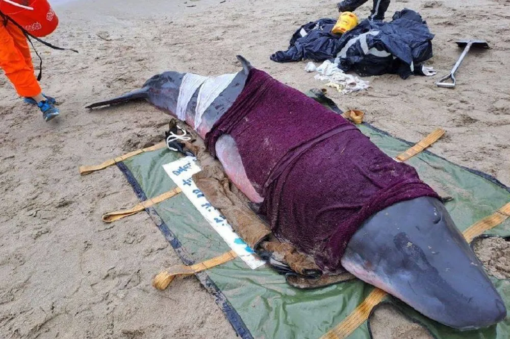 苗栗苑裡小抹香鯨上午被野放　下午擱淺新北萬里沙灘死亡