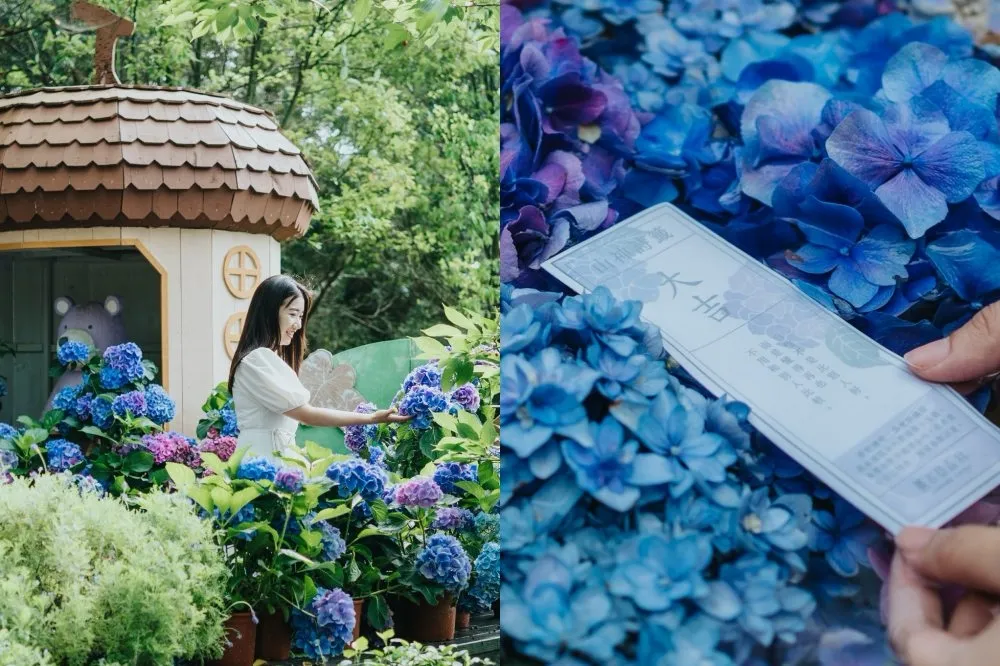2023 薰衣草森林繡球花季浪漫開跑！繽紛花景期間限定至 6 月　「浮水詩籤」夢幻登場