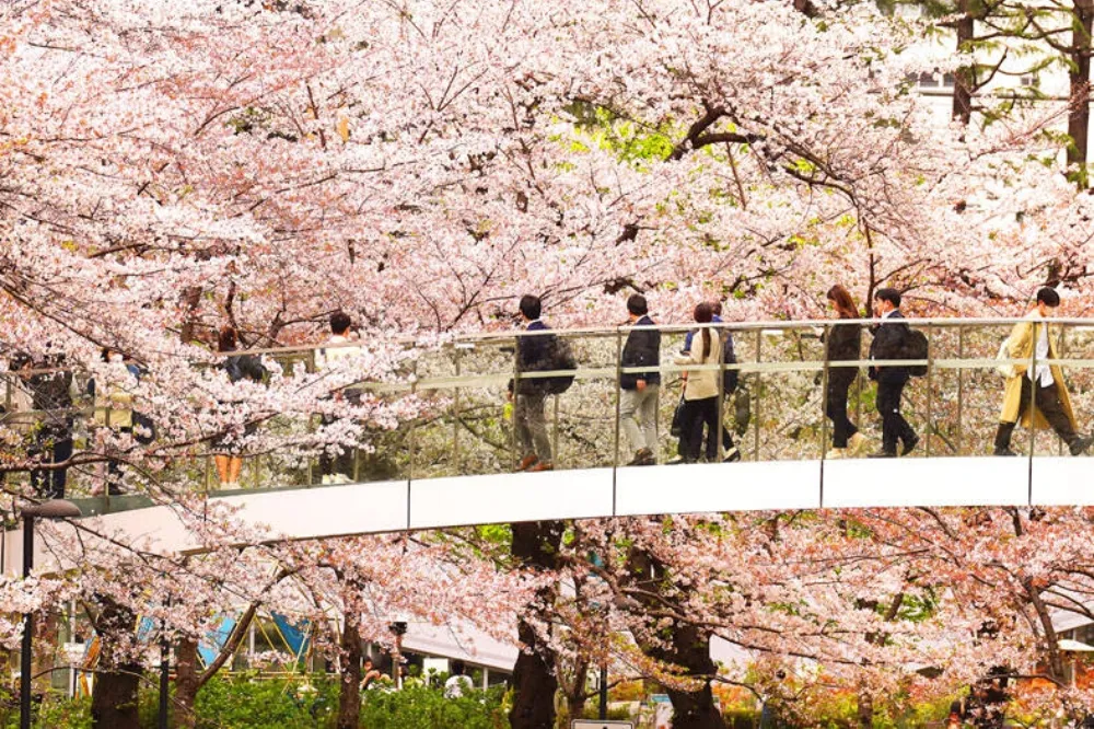 日本降級新冠至等同流感　專家估經濟效益上看4.2兆日圓