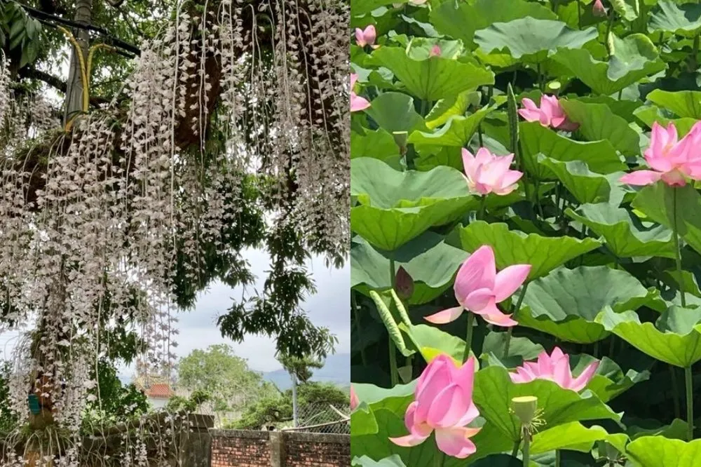 台南白河「石斛蘭瀑布」仙氣綻放免費拍！一期一會美景只到本週　蓮花季同步登場
