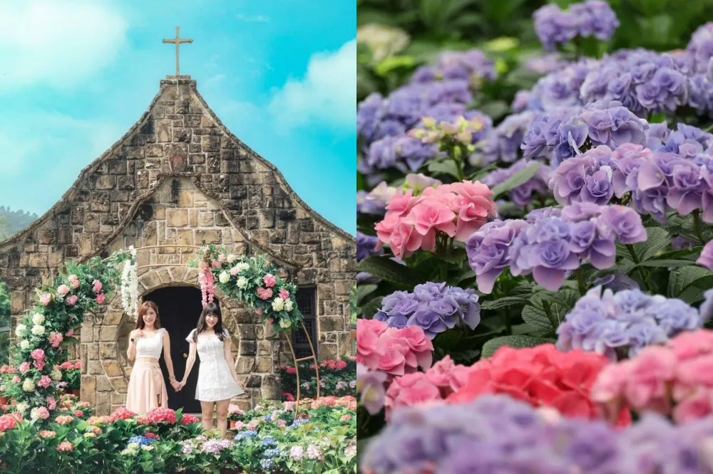 2023 桃園繡球花季本週末開跑！夢幻花景期間限定 9 天　完成任務抽「婚攝專案」
