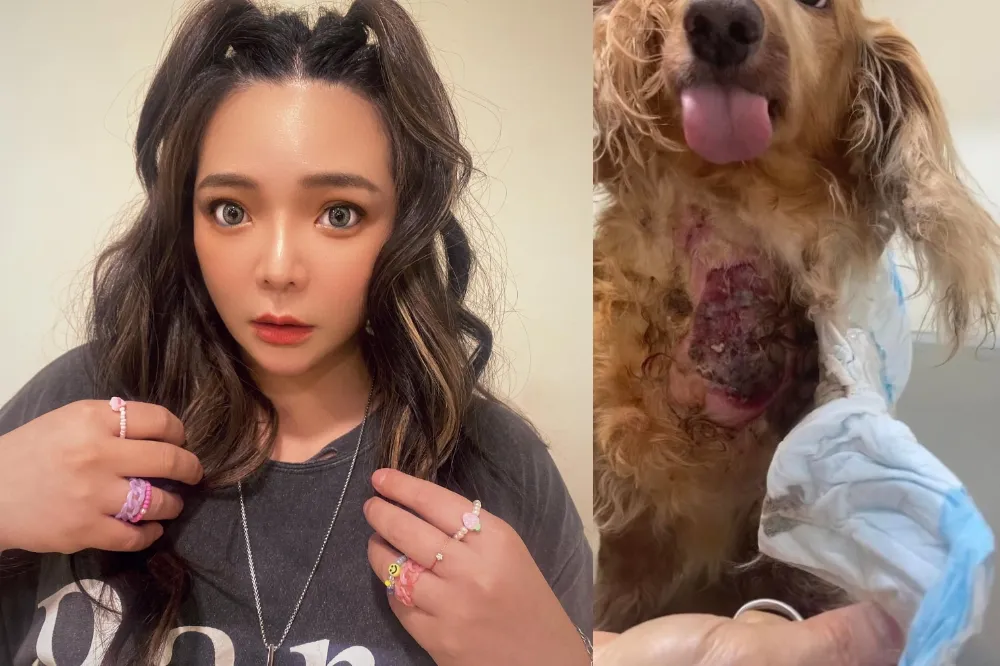 愛犬胸口大片潰爛疑遭虐　藝人小甜甜坦承「剪毛不慎劃傷」市府要查