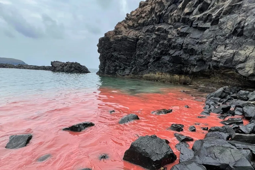 海底星空！珊瑚產卵大爆發　墾丁海域如天女散花、澎湖七美粉紅派對遊客驚喜